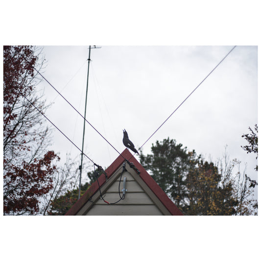 Call of the Currawong